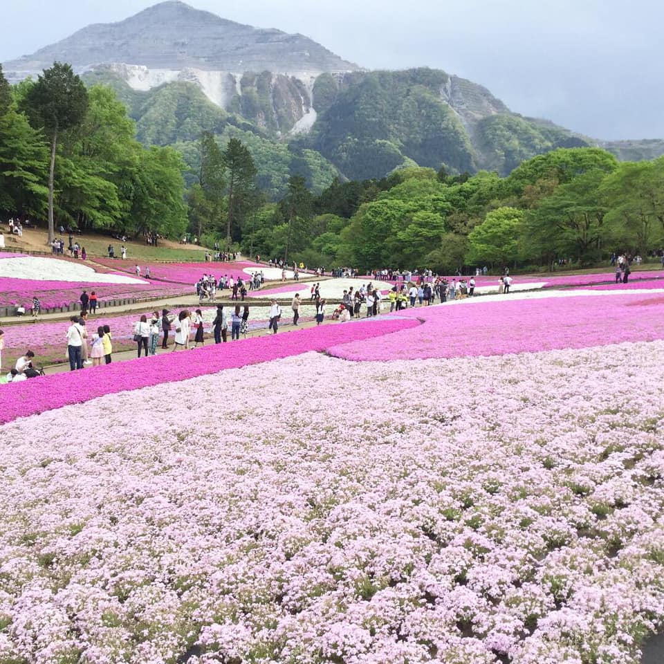 Shiba-Zakura(Polster-Phlox) in Chichibu