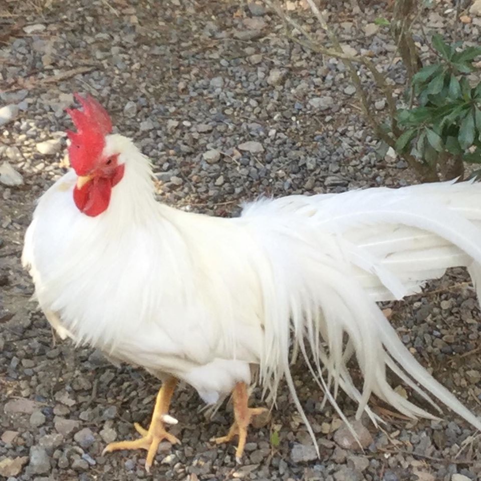 The Sacred Chicken of Ise  Shrine