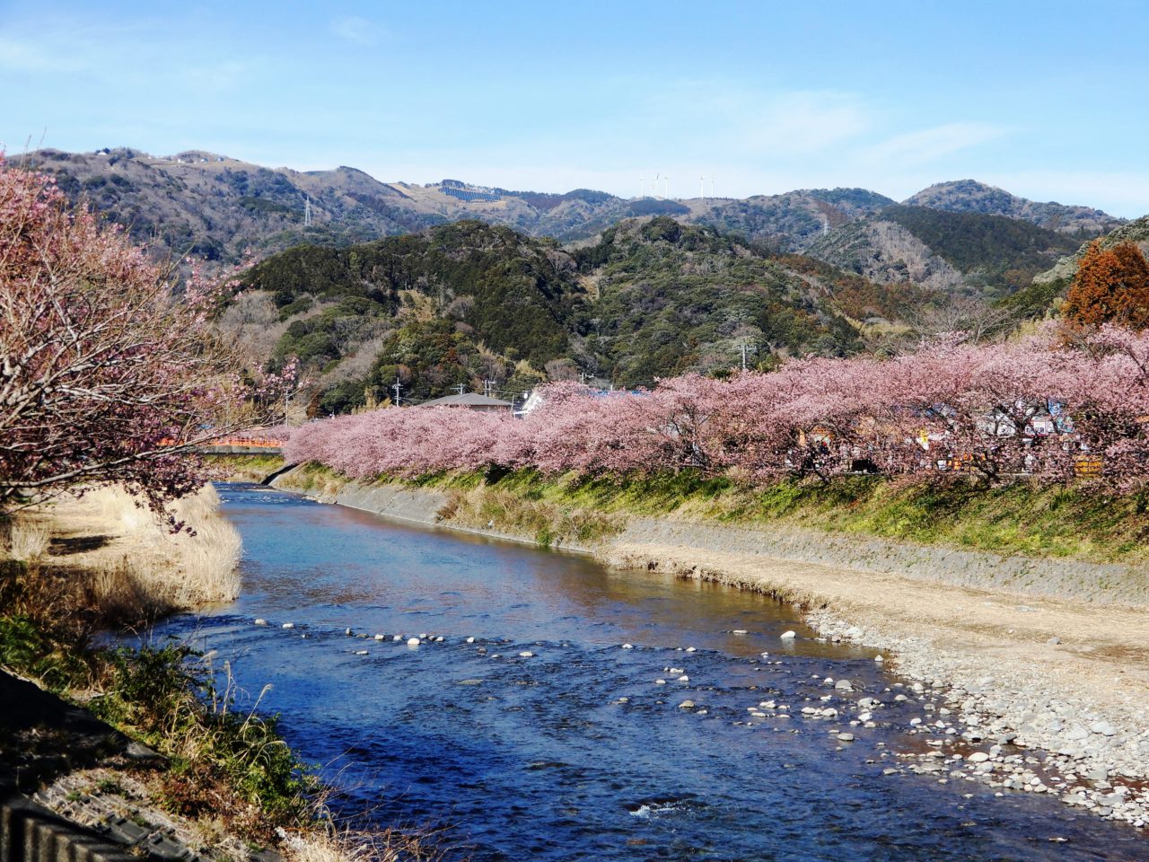 Tips of Cherry blossom season