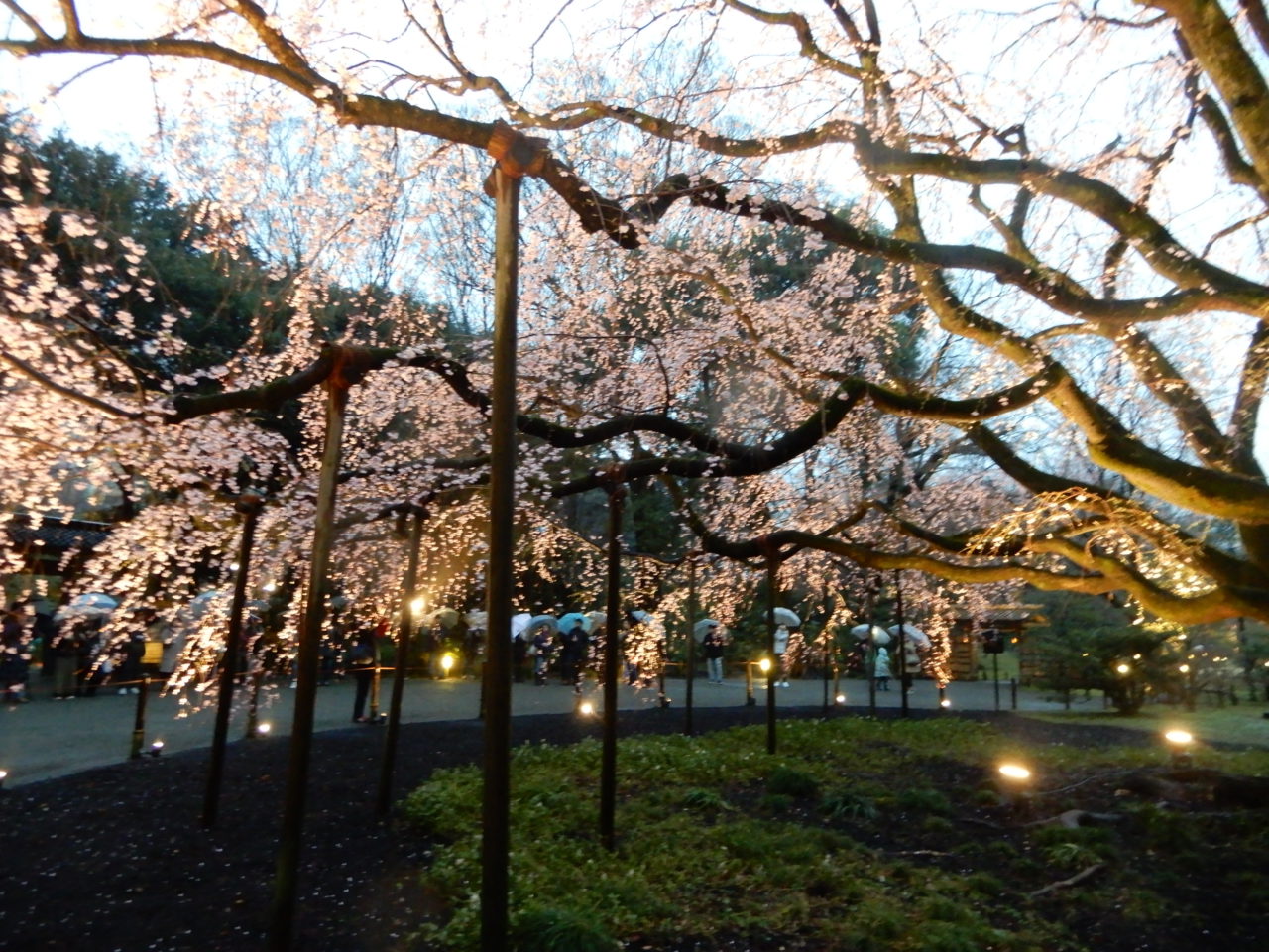 Freddie Mercury loved this garden,Rikugien