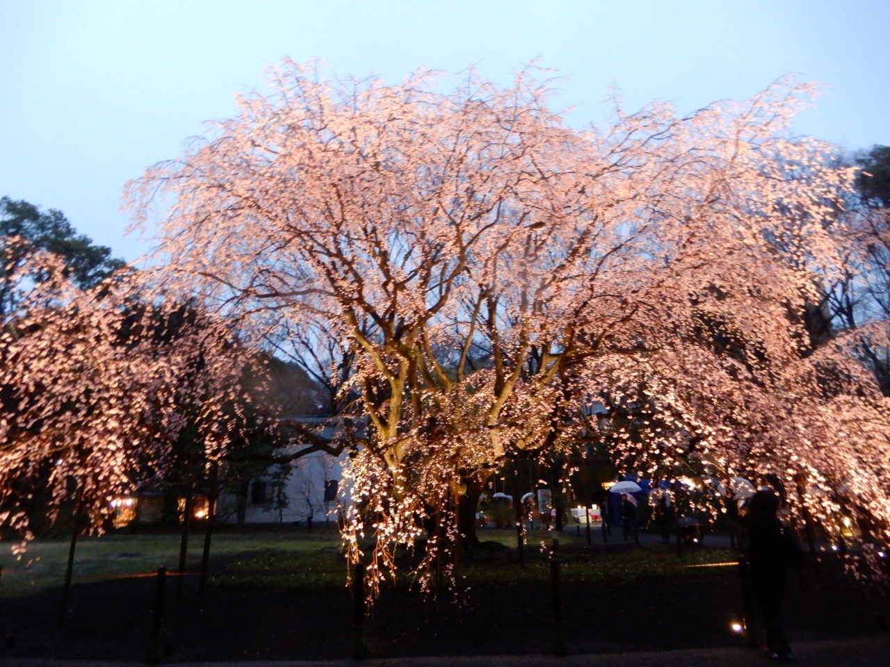 We love cherry blossoms