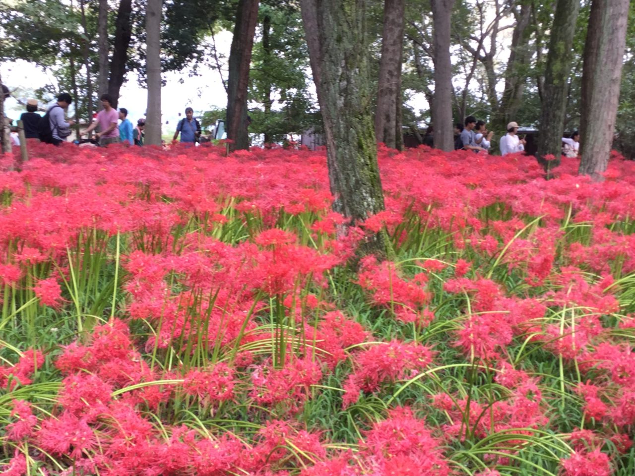 Red flowers in Kinchakuda