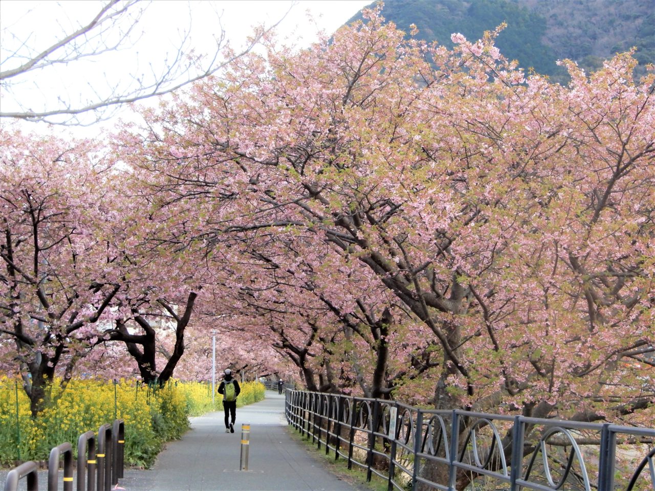 2021年　河津桜　