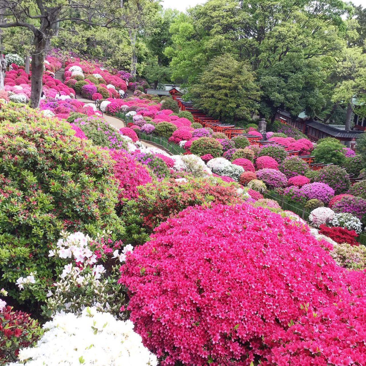 Azaleas at Nezu Shrine