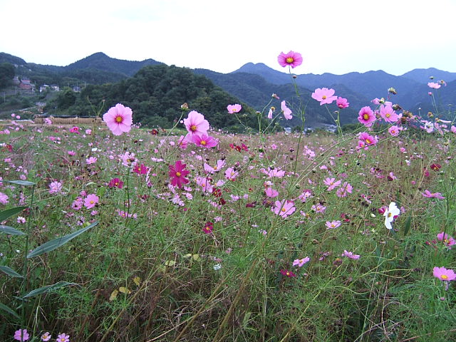 Für alle, die eine Reise nach Japan planen.  **Informationen bis zum 20. September