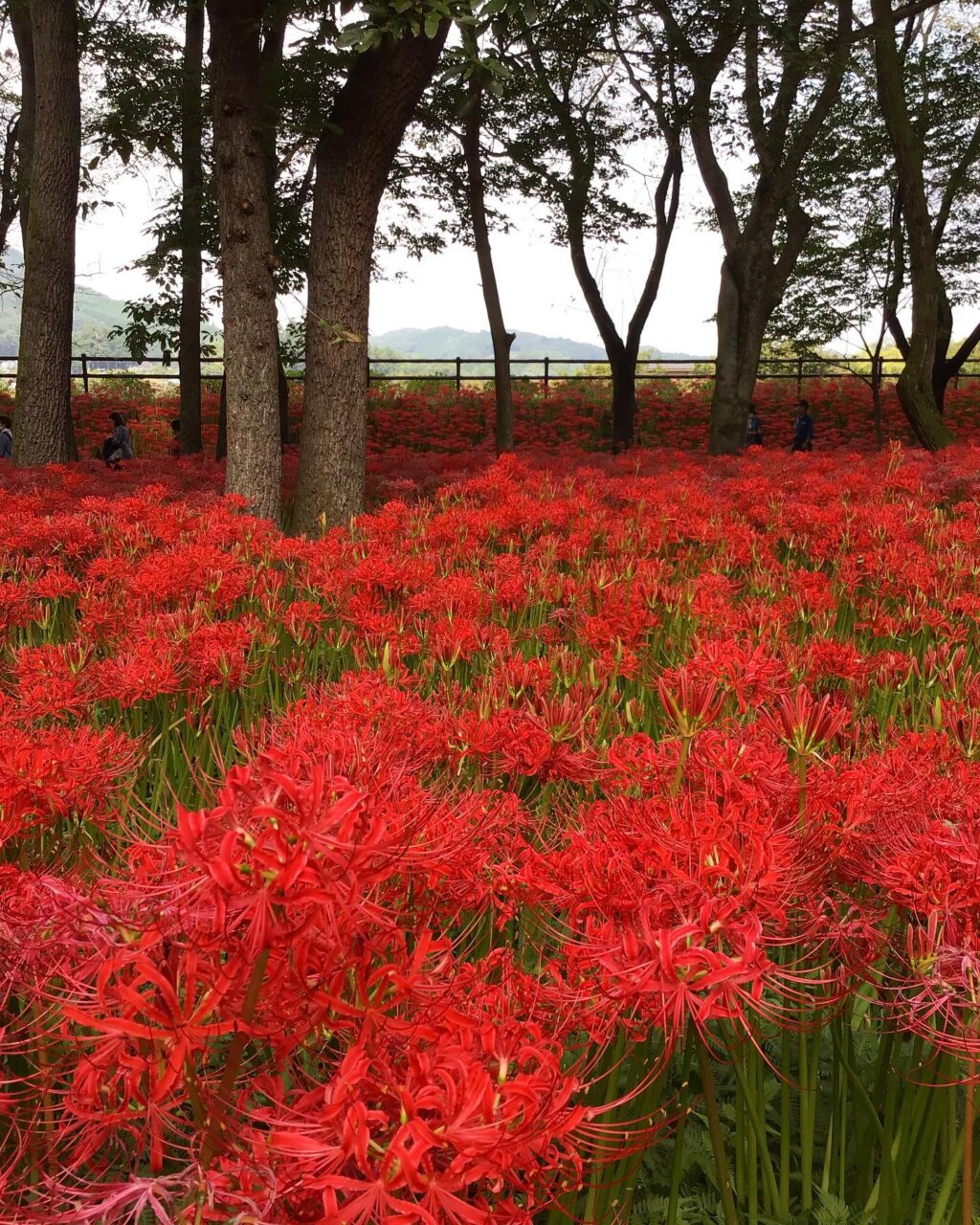 Long time no see! Red flowers of Kinchakuda　