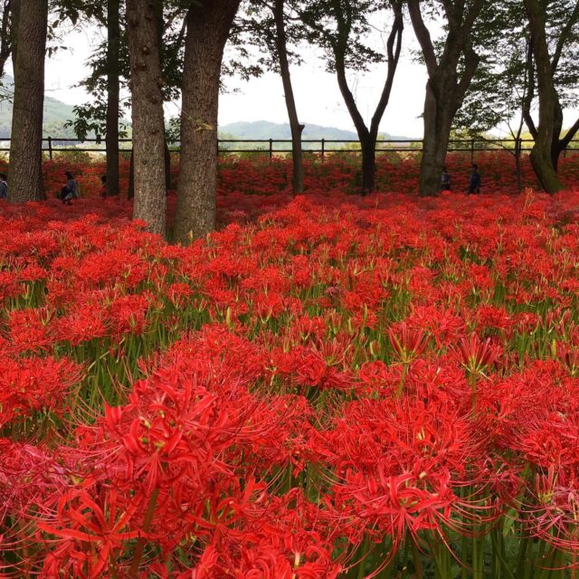 Long time no see! Red flowers of Kinchakuda　