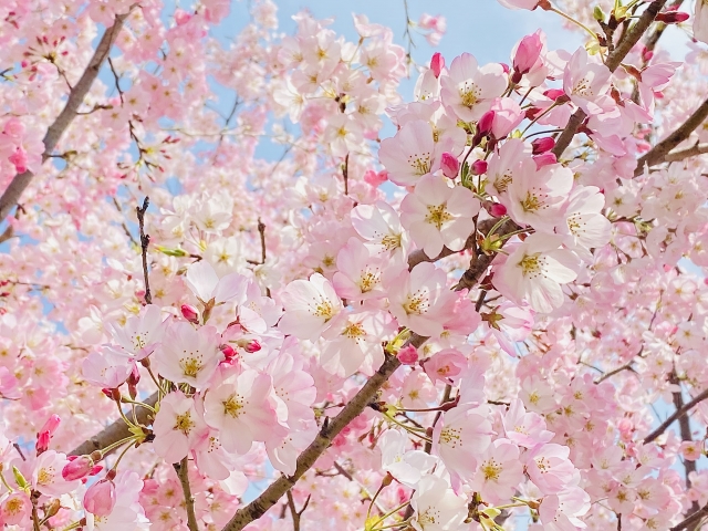 When do your favorite flowers bloom? For example, cherry blossoms.